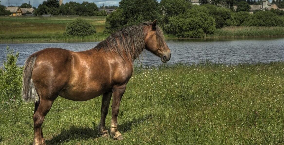 Stajnia koni Arabika