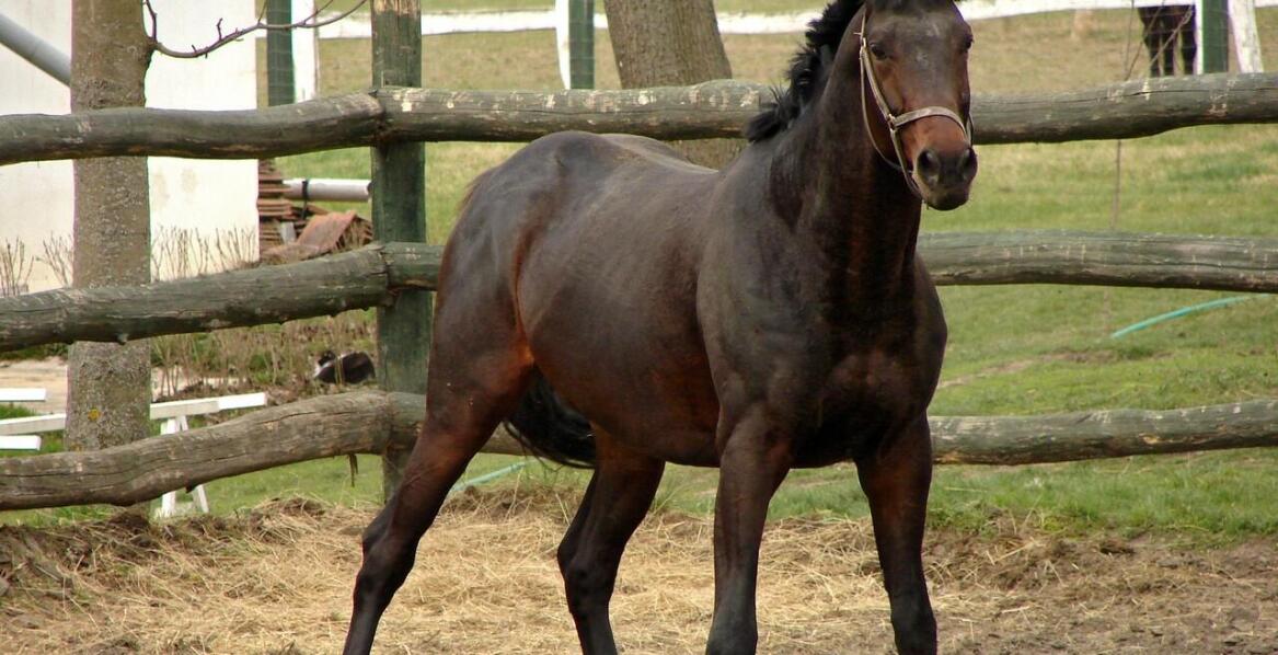 Czy rękawiczki do jazdy konnej są potrzebne?