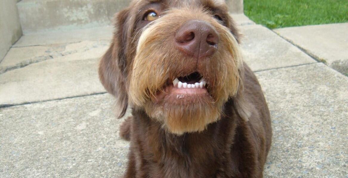 Domowe jedzenie w diecie psów