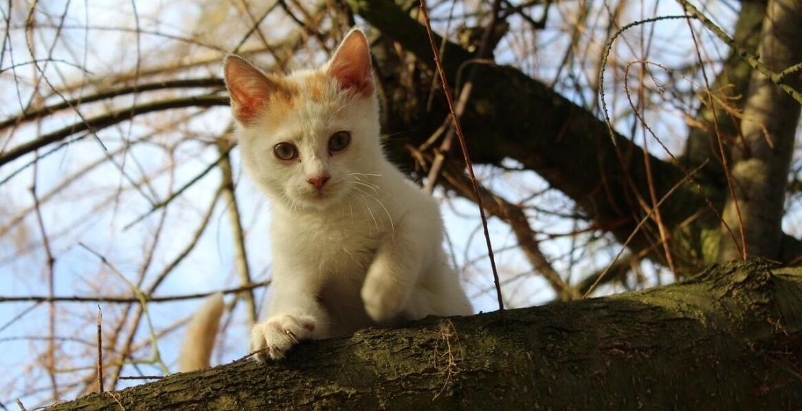 Czym dokarmiać bezdomne koty?