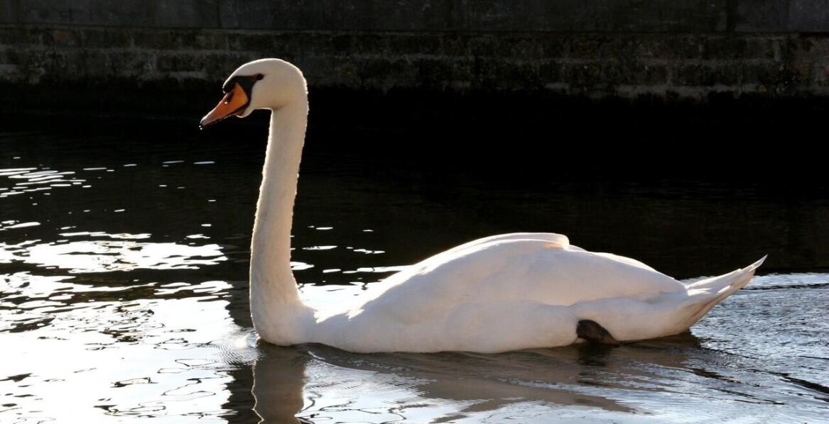 Łabędź czarno-dzioby