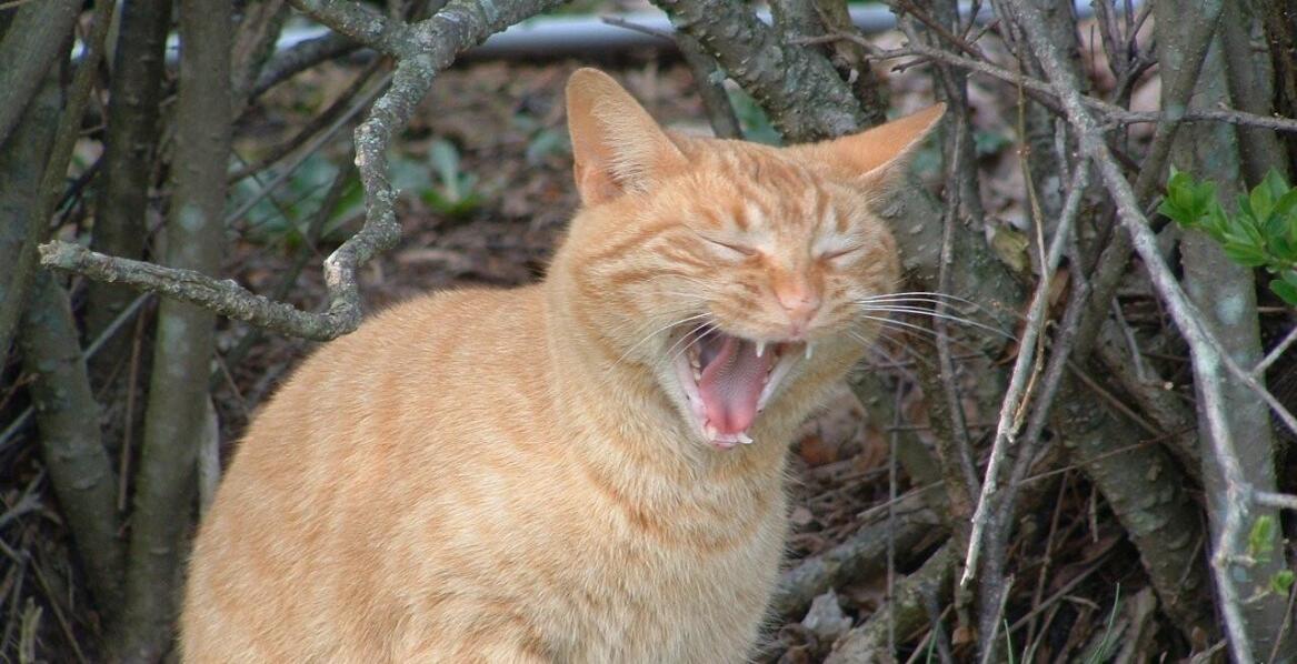 Czy droższe karmy dla kotów zawsze są lepsze?