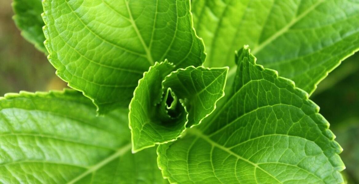 Co powinien zawierać dobry projekt ogródka?