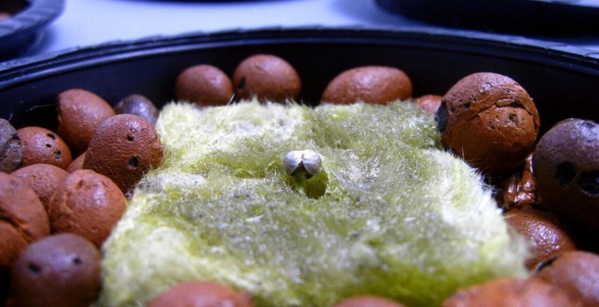 Odchudzająca czerwona herbata