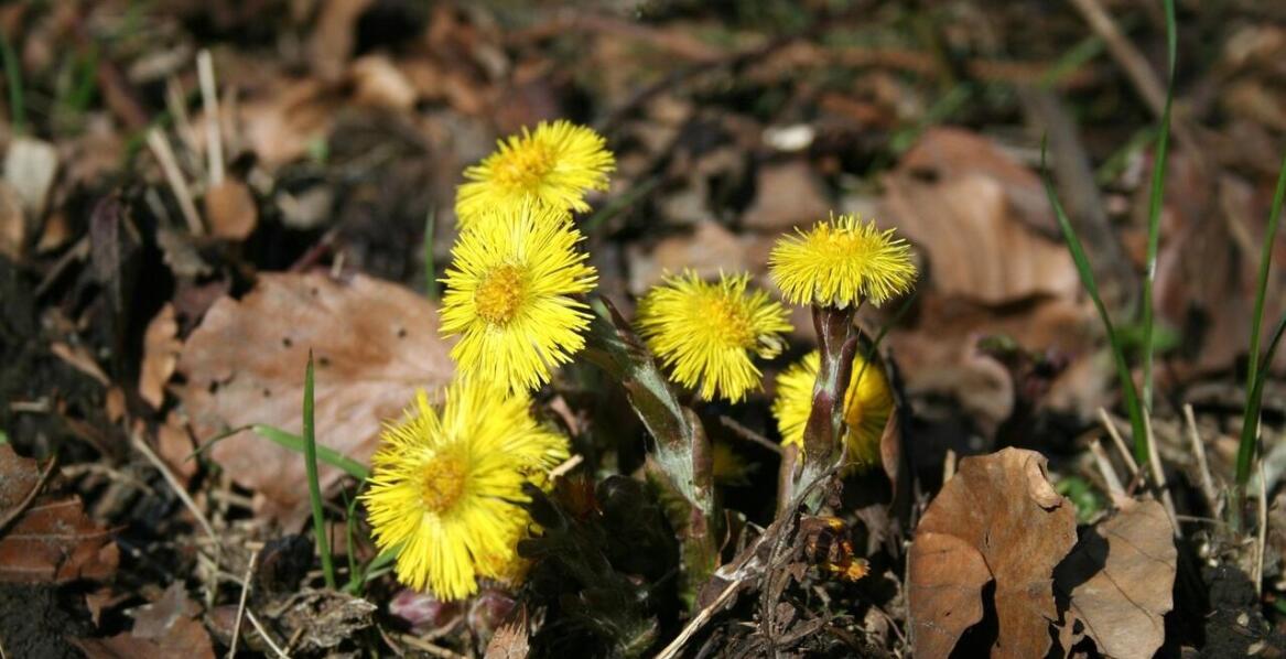 Czy interesuje nas medycyna naturalna?