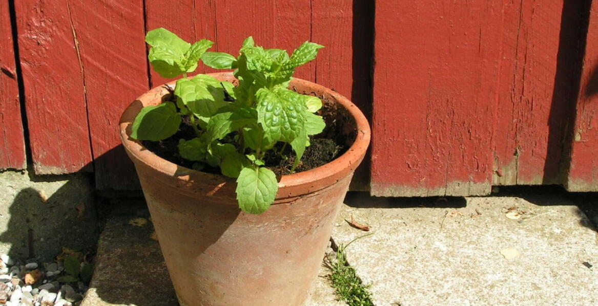 Medycyna naturalna korzysta z ziół