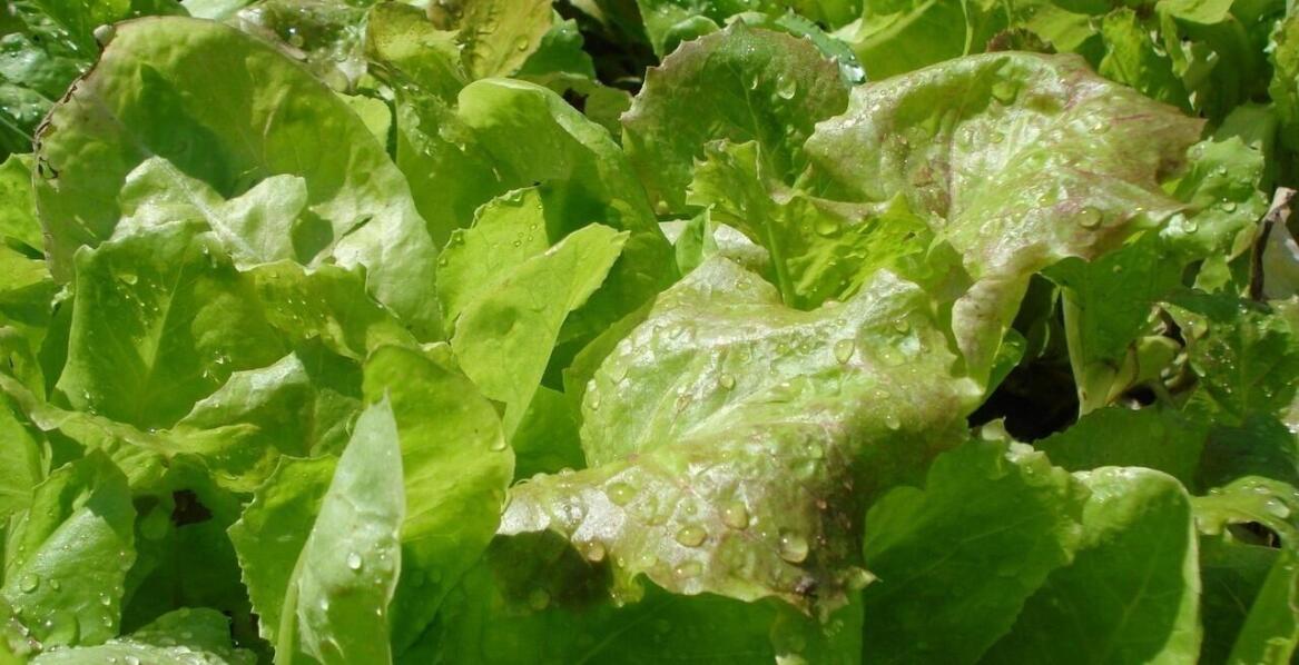 Jak pozbyć się norników?