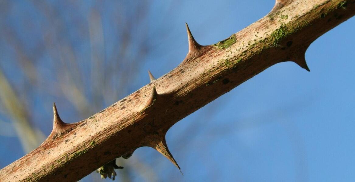 Amnesty International przeciwko torturom