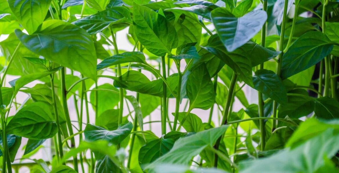 Wybudowałem dom, spłodziłem syna, jakie drzewo mam zasadzić w ogrodzie?