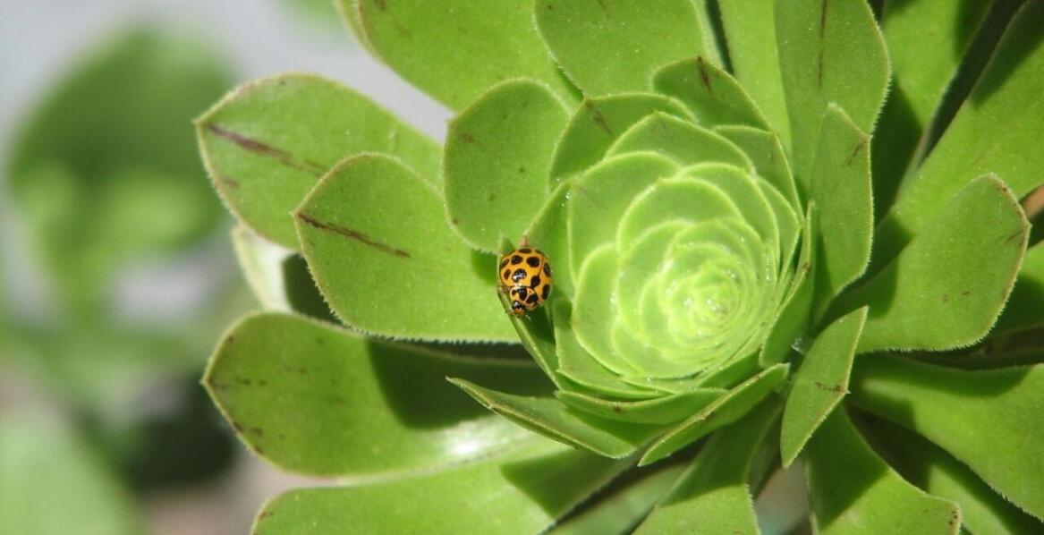 Jak walczyć ze szkodnikami w ogrodach?