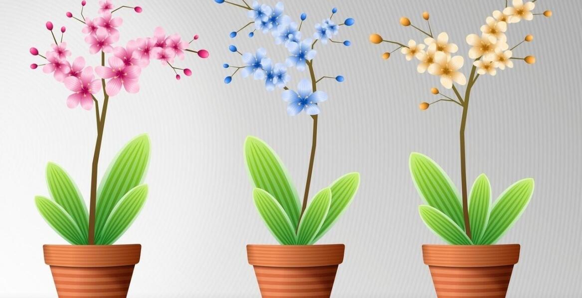 Sadzenie i utrzymywanie roślin doniczkowych w domu