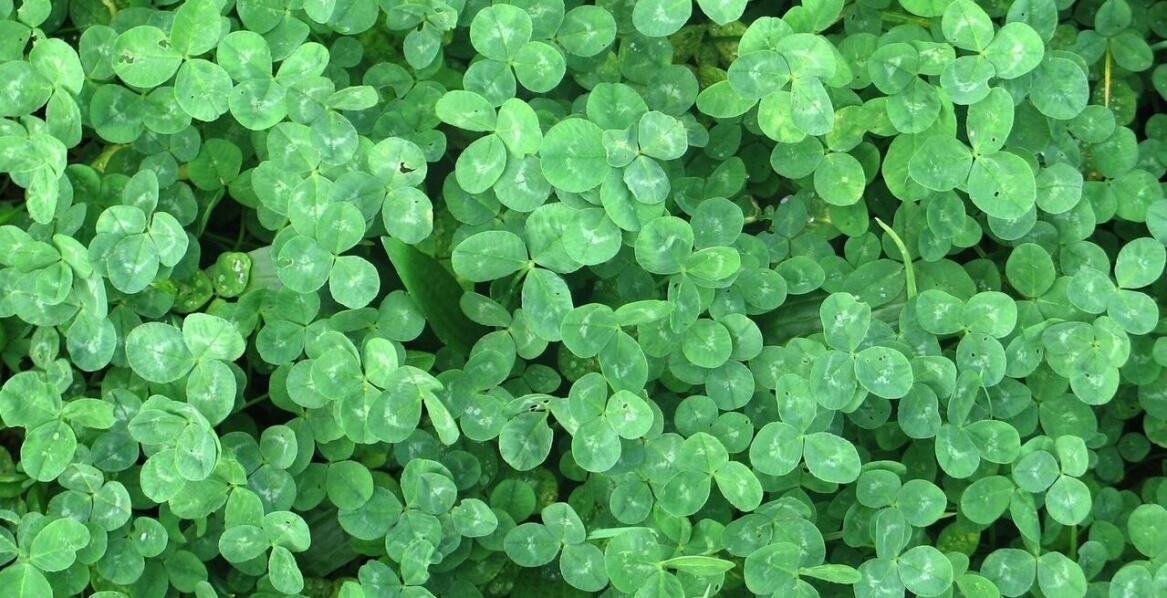 Samodzielna hodowla ziół