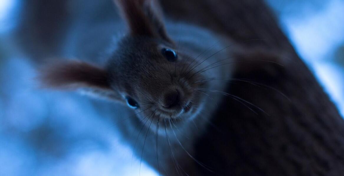 Sprzedaż zdjęć w sieci