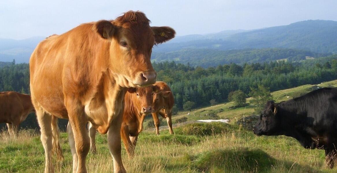 Najlepsze lizawki solne dla zwierząt