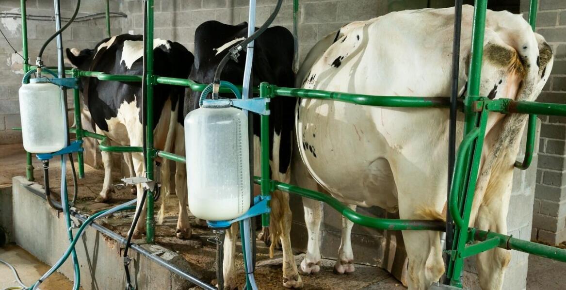 Karmidło dla cieląt: jak wybrać najlepsze dla Twojej hodowli?