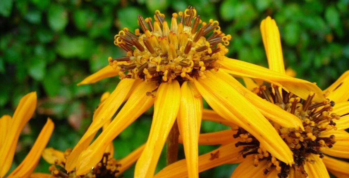 Arbuz z ogrodu? To możliwe!