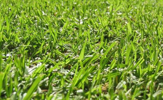 Kształtowanie żywopłotu