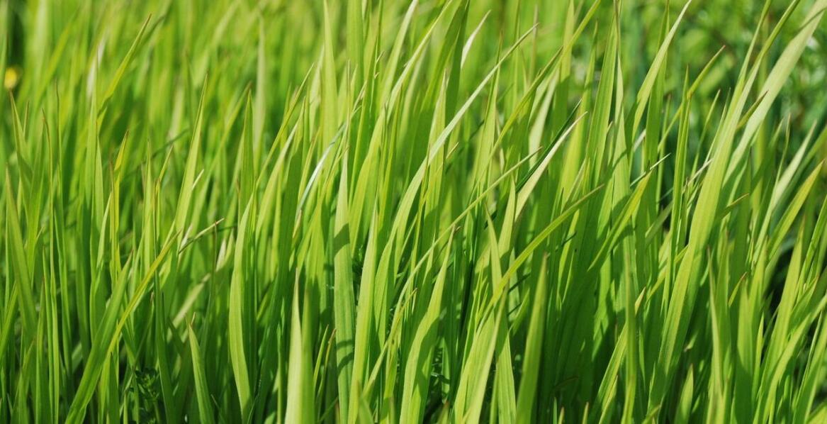 Choroby i szkodniki również atakują iglaki