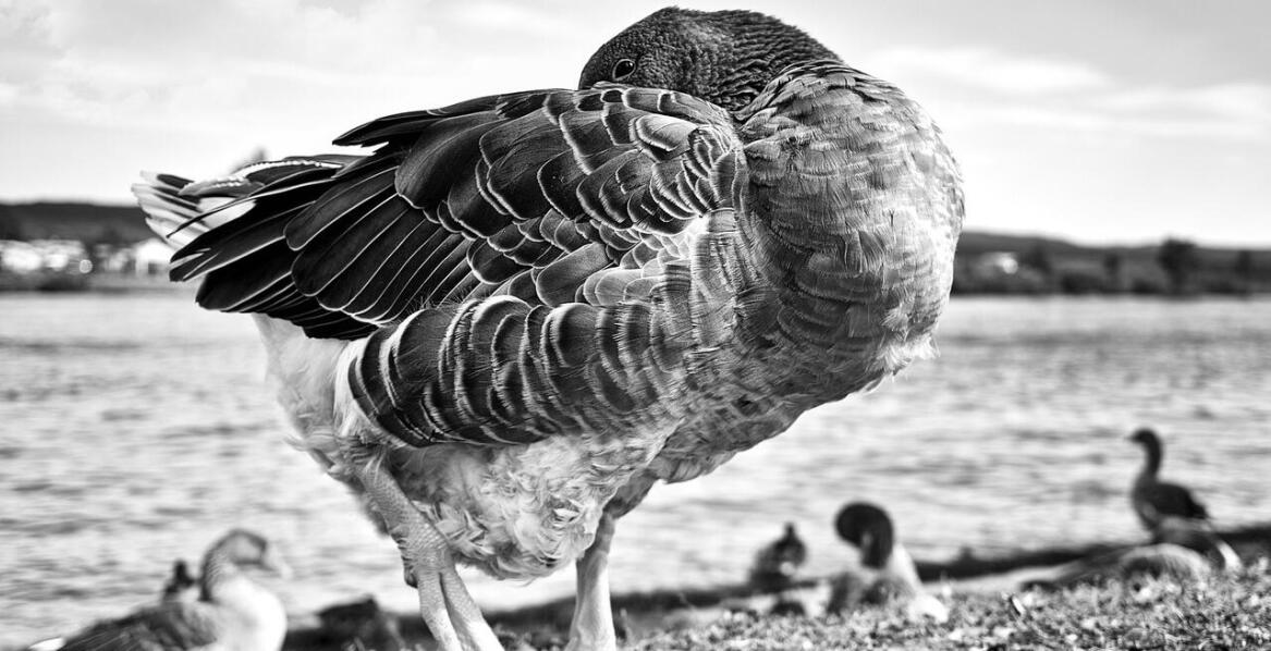 Polska Czerwona Księga Zwierząt