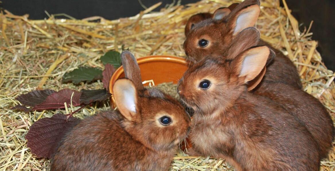 Adopcje prowadzone przez Stowarzyszenie Pomocy Królikom