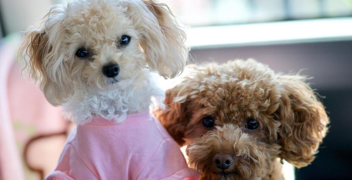 Różnorodne zabawki