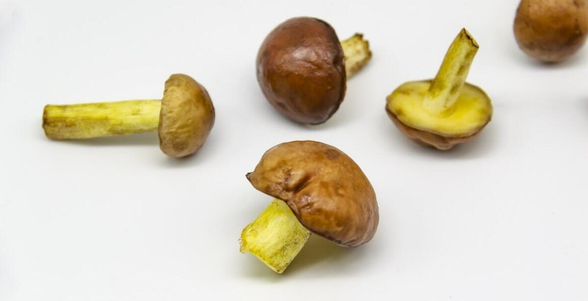 Grzyby zbierane w polskich lasach – gwarancja najwyższej jakości