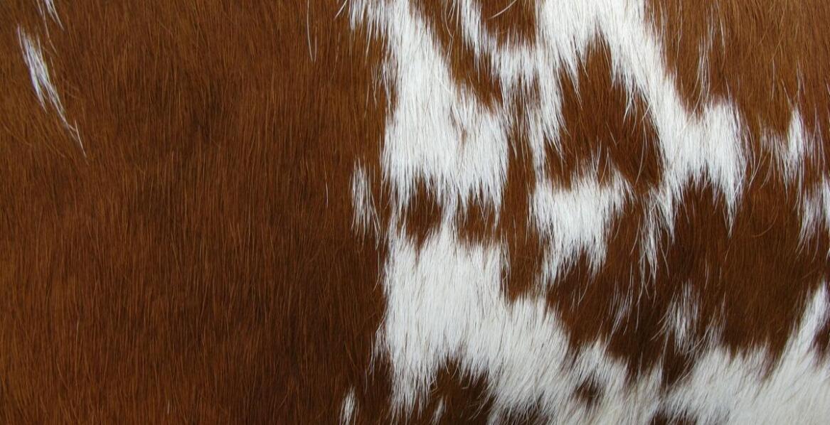 Zastosowanie skóry bydlęcej na podłogę w różnych stylach aranżacyjnych