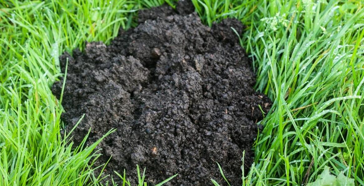 Krety w ogrodzie – jak skutecznie je odstraszyć?