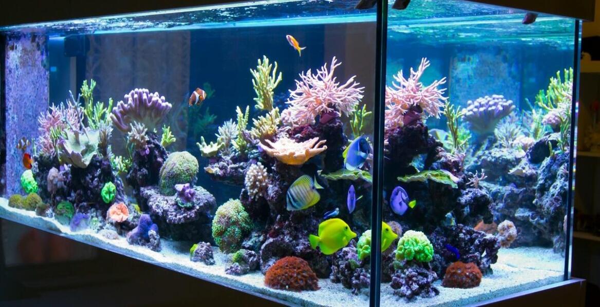 Akwarium na zamówienie – jak stworzyć unikalny podwodny krajobraz?