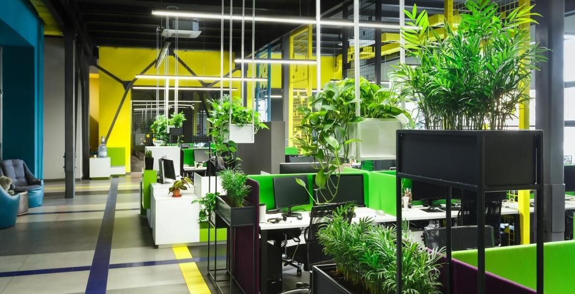 Dlaczego warto stosować naturalne nawozy do draceny zamiast chemicznych?