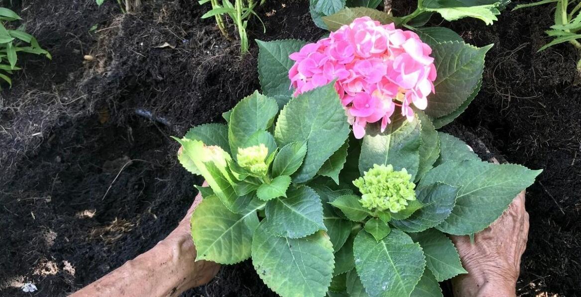 Jakie są najczęstsze błędy przy uprawie hortensji białych kul?