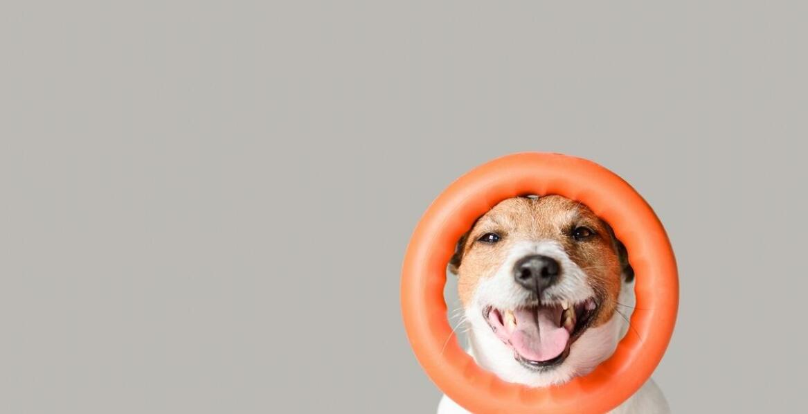 Frisbee do zabawy jako narzędzie do treningu posłuszeństwa – jak to działa?