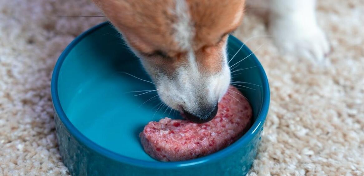 Karmy suche dla psów dużych: jakie składniki są kluczowe dla ich zdrowia?