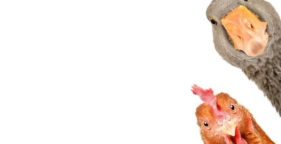 Na jakiej zasadzie działają maszyny do patroszenia drobiu?