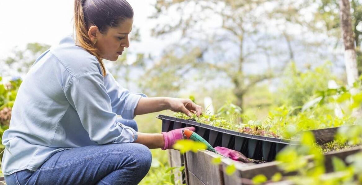 Jak sprzątanie ogrodów wpływa na zdrowie roślin i ich rozwój?