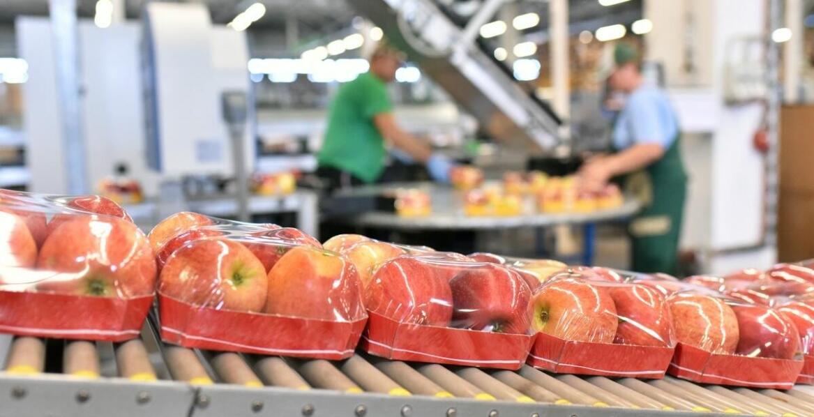 Kratownice Wema w branży spożywczej: aspekty higieniczne i trwałość