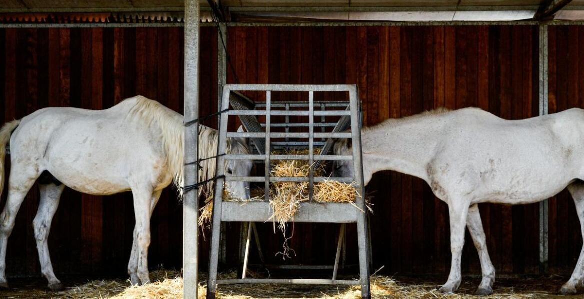 Wpływ pelletu ściółki na samopoczucie i zachowanie koni – co mówią hodowcy?