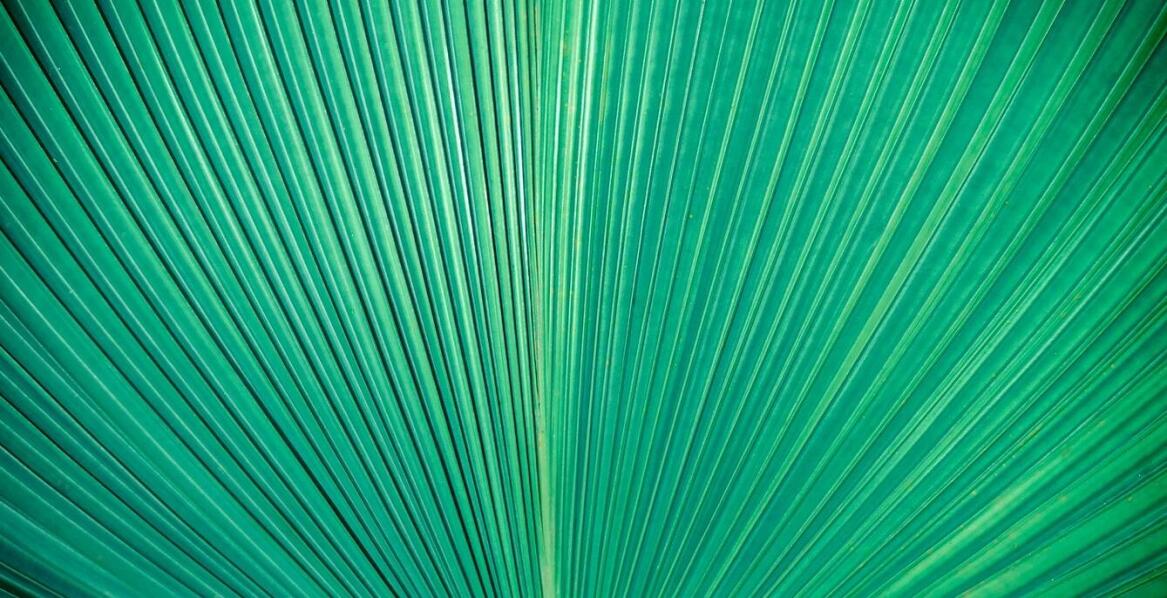 Rola torebek ze skóry ananasa w promowaniu zrównoważonego stylu życia