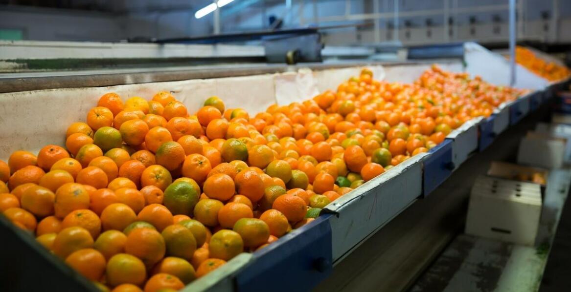 Prasa do wyciskania owoców – kluczowy element każdej linii produkcyjnej soków