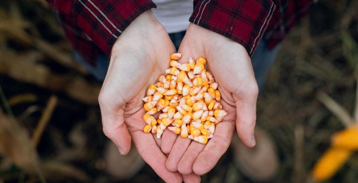 Jakie czynniki wpływają na wybór odpowiedniego materiału siewnego kukurydzy?