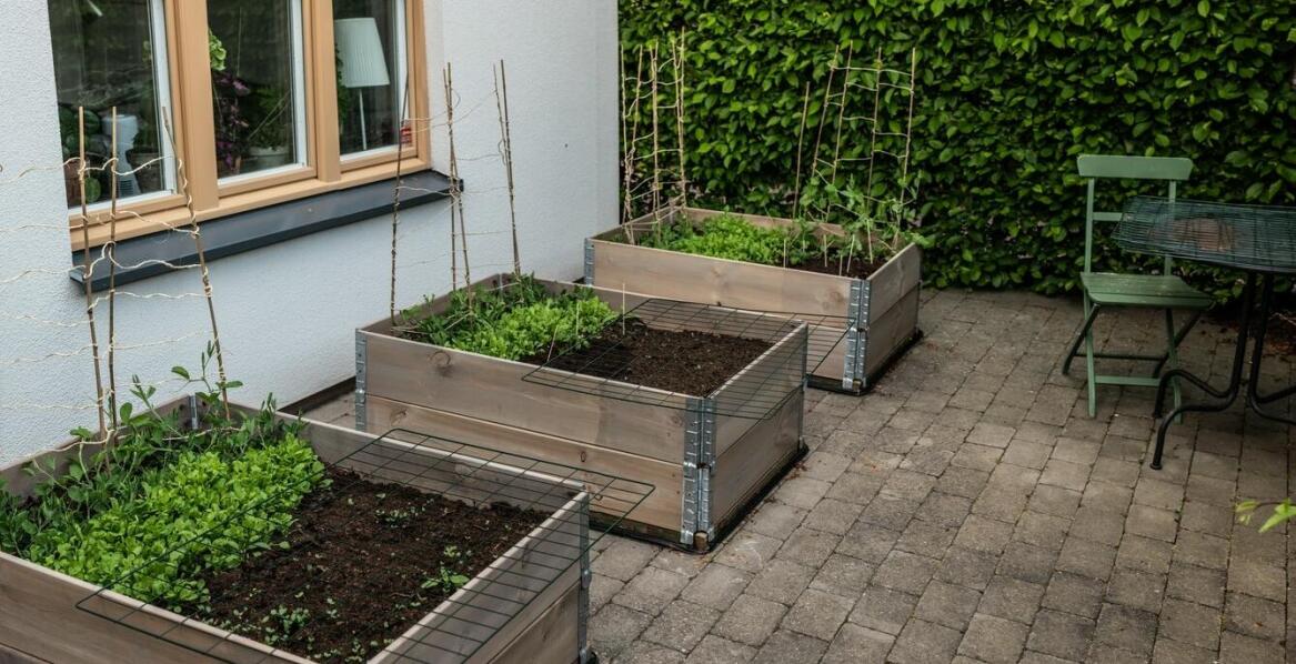 Brokuł gongga – jak dbać o nasiona, aby uzyskać zdrowe rośliny?