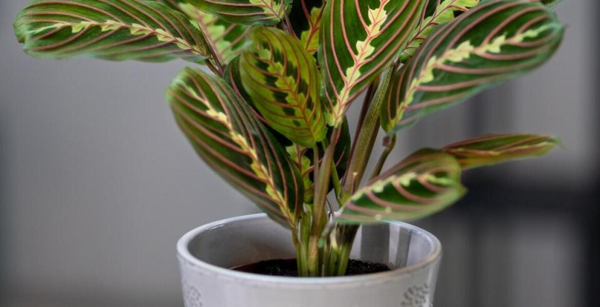 Ceny sansewierii Beauty Queen – co wpływa na ich wartość?