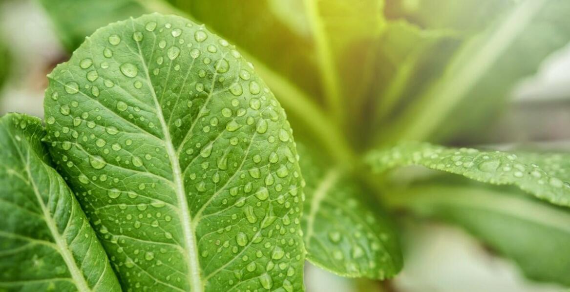 Jakie są zalety zastosowania okuć Komet w systemach fertygacji?