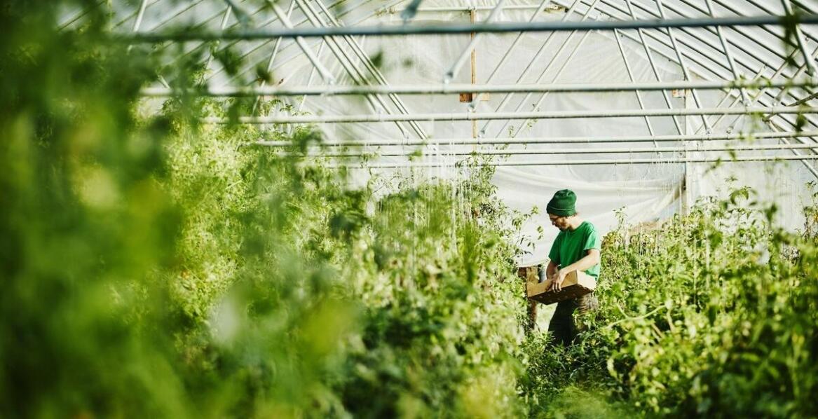 Jak przygotować plantację malin na nowy sezon?
