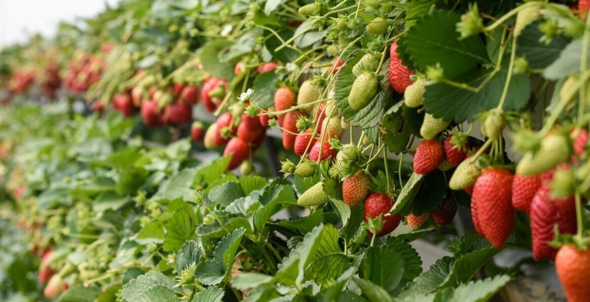 Jak monitorować zdrowie plantacji truskawek, aby osiągnąć sukces?