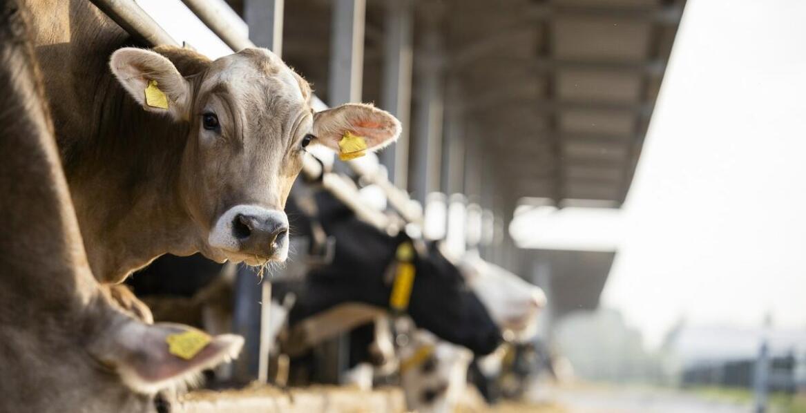 Jakie korzyści płyną z wyboru wozów paszowych od renomowanego producenta?