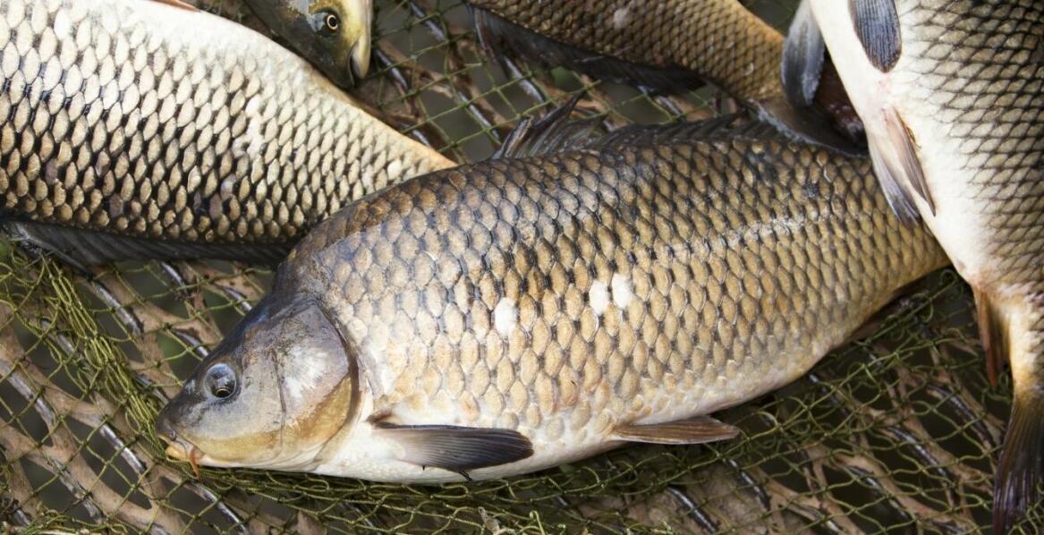 Sieć rybacka włok w hodowli ryb – korzyści i zastosowania
