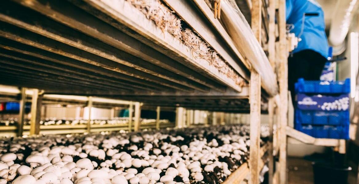 Ile czasu zajmuje przygotowanie idealnych farszów z grzybami?