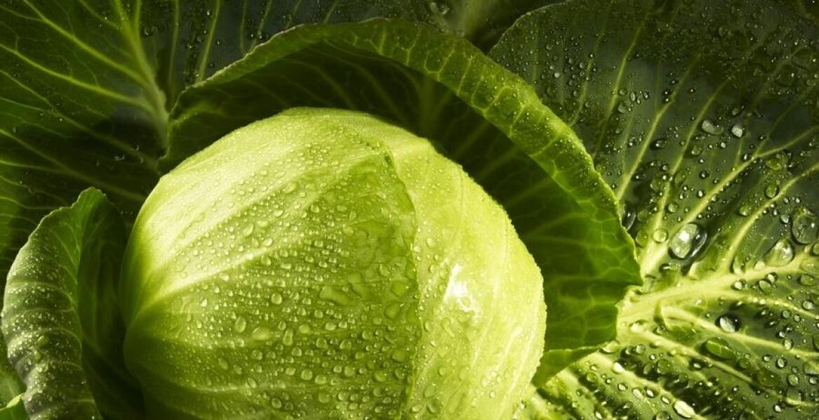 Jakie zalety zdrowotne ma kapusta zasmażana w porównaniu do innych potraw?