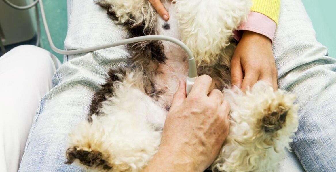 Jakie korzyści płyną z magnetoterapii w weterynarii?